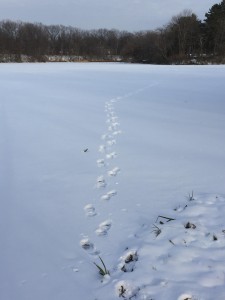 horseshoe-lake-1_8_17-bert-footprints